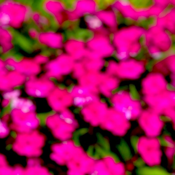 Meet your Posher, Amanda - Picture 1 of 1